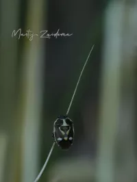 Halfvleugeligen [Hemiptera]
